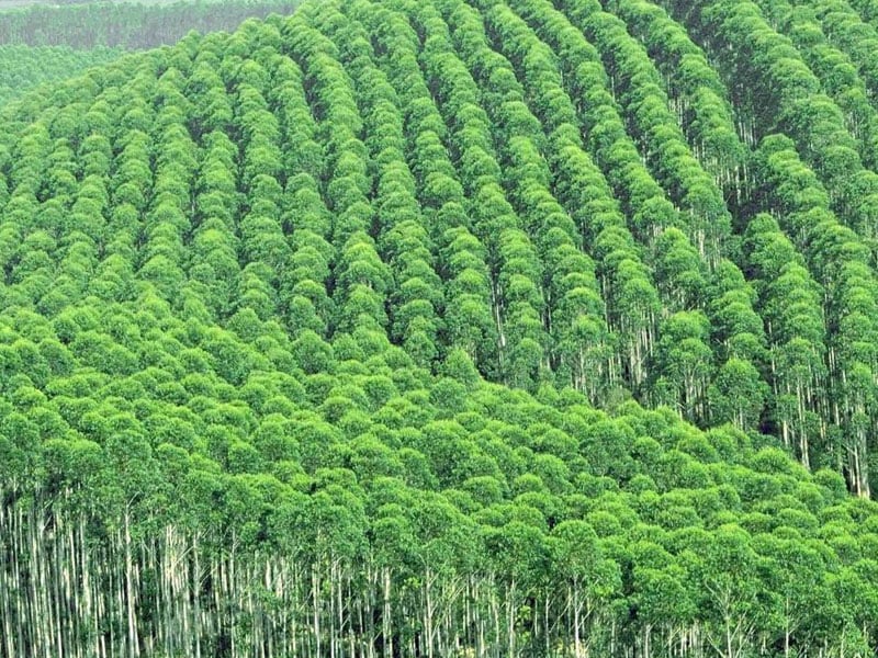 奶茶视频APP官网下载