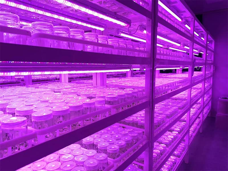 奶茶视频APP官网下载