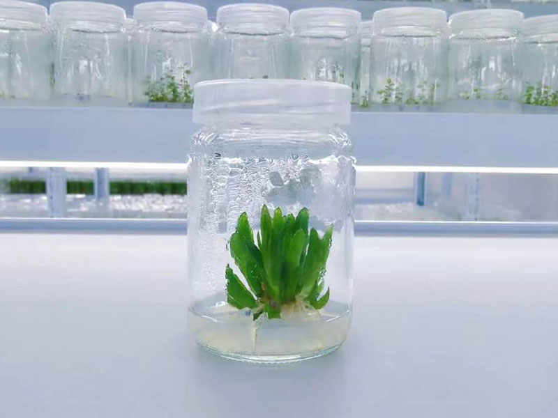 奶茶视频APP官网下载瓶