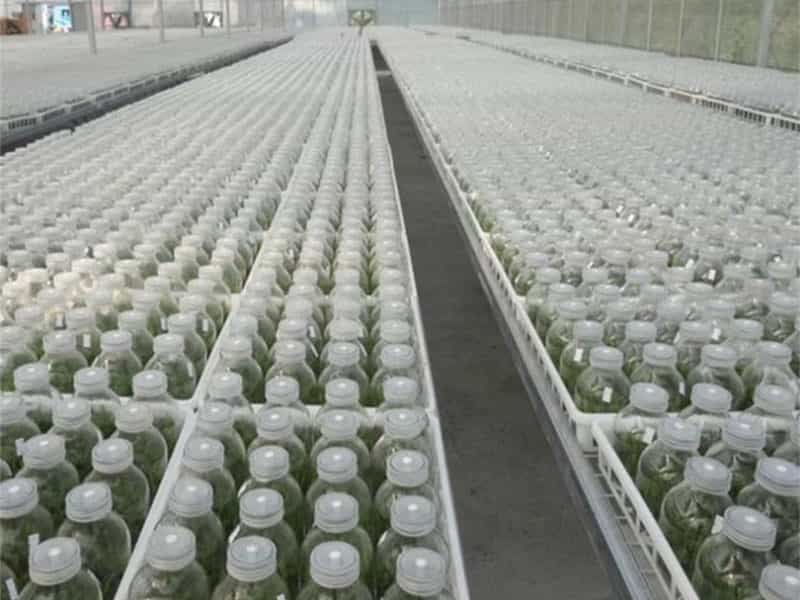 奶茶视频APP官网下载  奶茶视频APP官网下载瓶