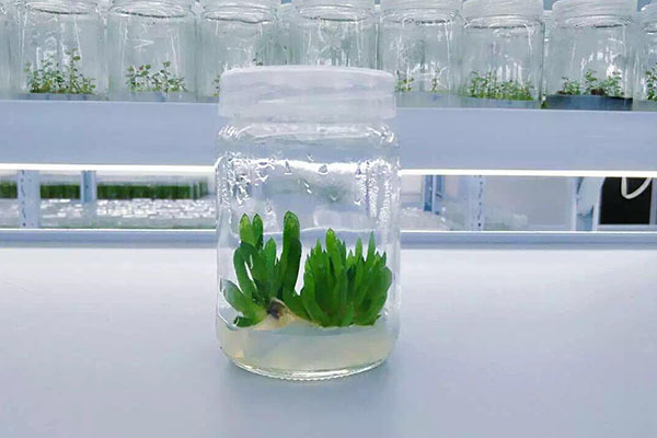 植物奶茶视频APP官网下载