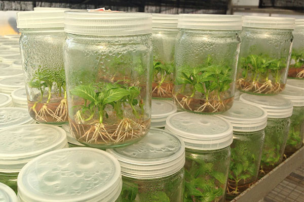 奶茶视频APP官网下载苗