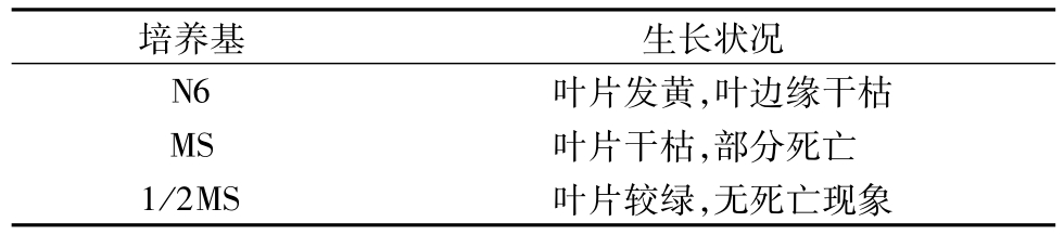 奶茶视频APP官网下载架