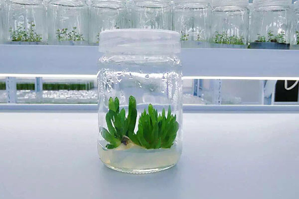 植物奶茶视频APP官网下载