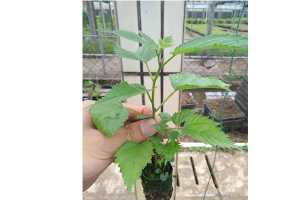 奶茶视频APP官网下载