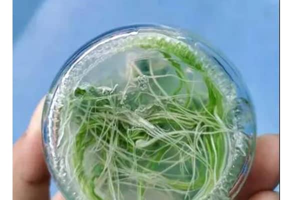 奶茶视频APP官网下载室