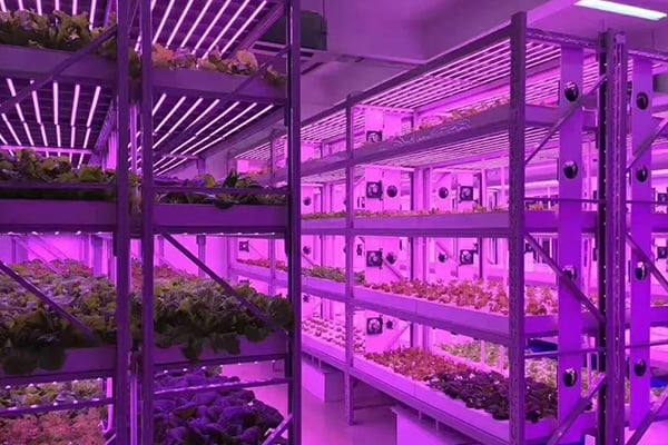 奶茶视频APP官网下载