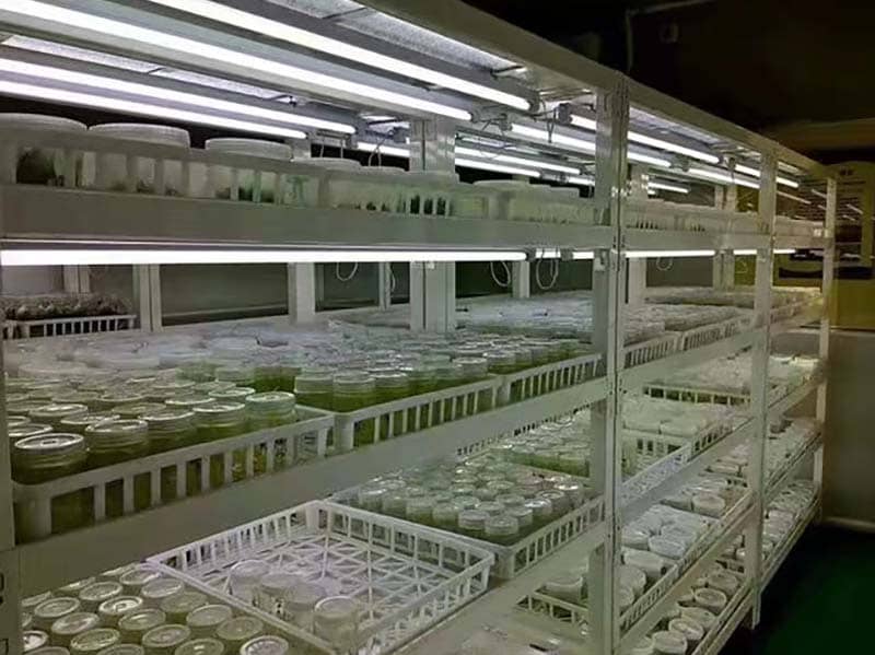 培養架、奶茶视频APP官网下载架、光照培養架