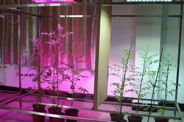 奶茶视频APP官网下载