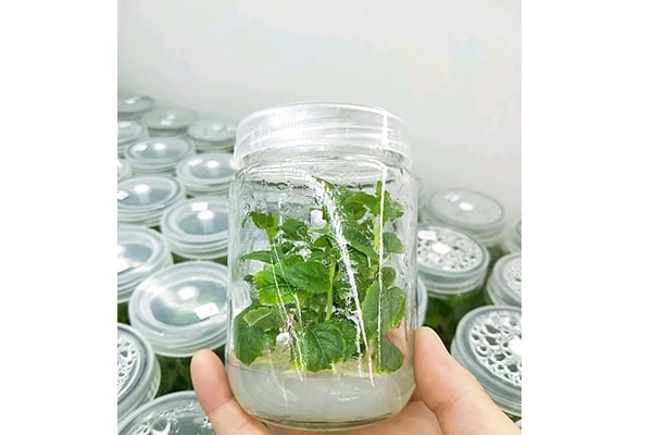奶茶视频APP官网下载設備