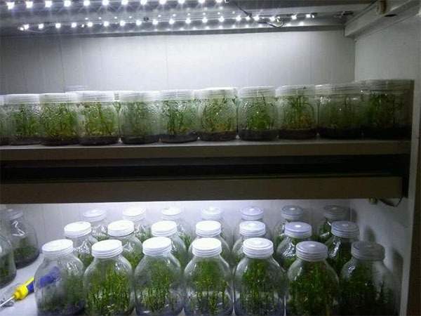 奶茶视频APP官网下载