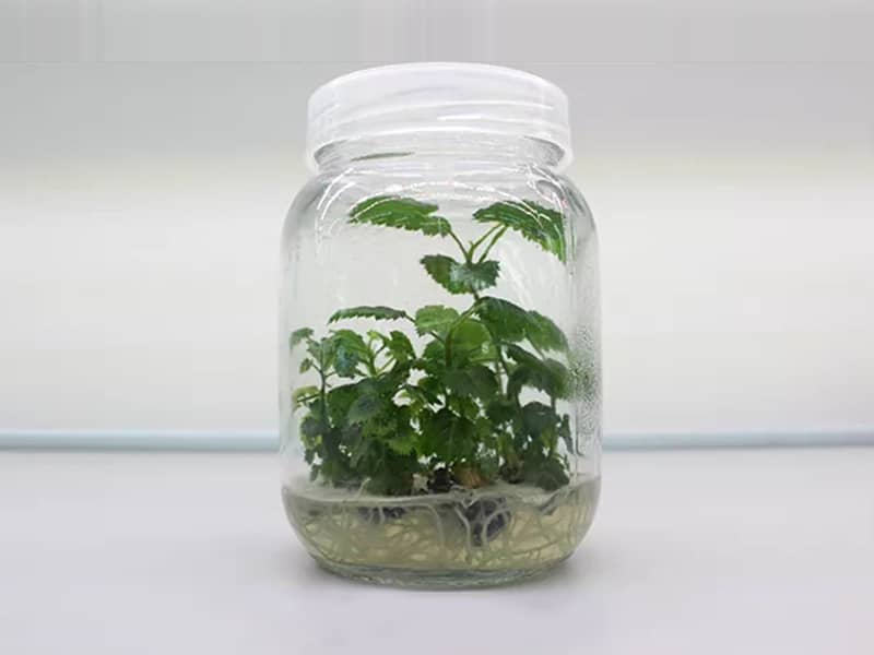 奶茶视频APP官网下载  奶茶视频APP官网下载瓶