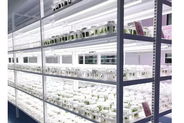 奶茶视频APP官网下载  奶茶视频APP官网下载苗