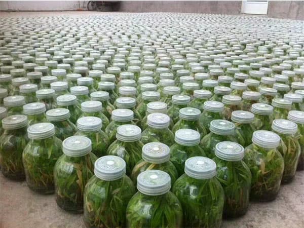奶茶视频APP官网下载  奶茶视频APP官网下载瓶