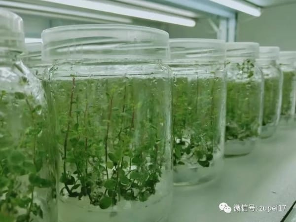 奶茶视频APP官网下载