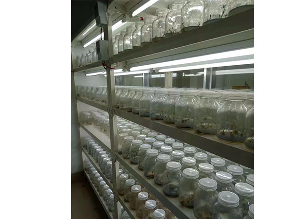 奶茶视频APP官网下载設備