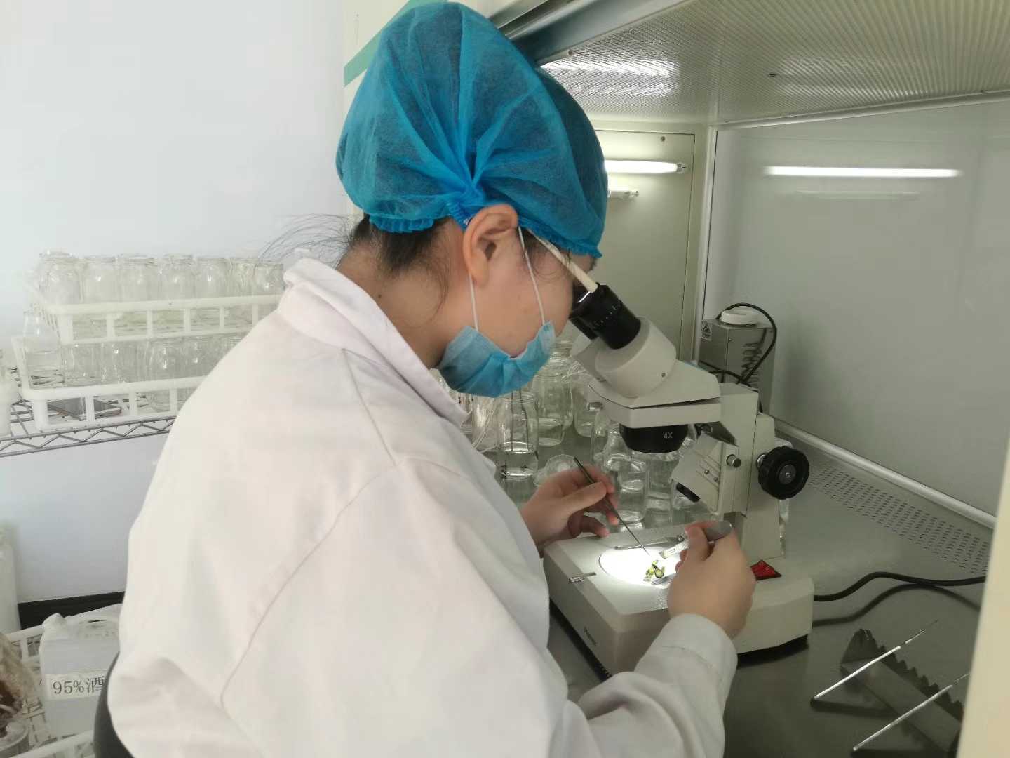 奶茶视频APP官网下载苗，奶茶视频APP官网下载，組織培養